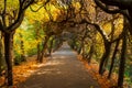 Autumn alley with yellow leaves in the public park in Gdansk Oliwa, Poland