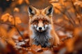 Autumn allure Beautiful red fox in an autumn forest scene