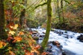 Autumn Along Bridalveil Creek Columbia River Gorge Royalty Free Stock Photo