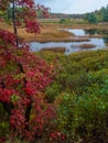 Autumn along Duck Brook Road, Acadia National Park, Maine Royalty Free Stock Photo