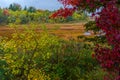 Autumn along Duck Brook Road, Acadia National Park, Maine Royalty Free Stock Photo