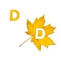 Autumn alphabet. Letter D is cut from yellow maple leaf
