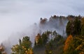 Autumn alpine forest in fog