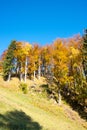 Autumn in the alpine forest, Puchberg am Schneeberg, Austria
