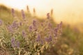 Autumn alpine meadow with purple flowers in silhouette in golden sunlights on sunset closeup with blur. Idyllic gentle herbal.