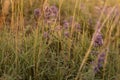 Autumn alpine valley with soft light purple meadow flowers and dry grass, closeup, blur. Serenity outdoor meadow in wild nature. Royalty Free Stock Photo