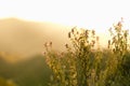 Autumn alpine valley with soft light purple meadow flowers and grass on mountain slope in golden beams of sunset sun, closeup. Royalty Free Stock Photo