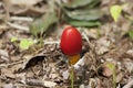 Autumn amanita caesareoides in Japan