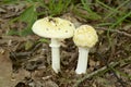 Autumn amanita gemmata in Japan