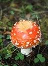 Autumn. Amanita mushroom close-up on a blurred natural background on nature