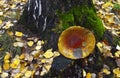 Autumn amanita on wooden stump