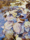 autumn ambience. autumn leaves laying on water