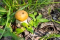 The ant is sitting on the edible fungus of the orange-cap boletus Leccinum aurantiacum among green grass on a sunny day. Royalty Free Stock Photo