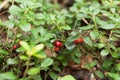 Autumn antioxidant - lingonberry bush