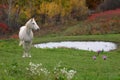 Autumn Appaloosa