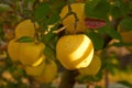 Autumn apple garden Royalty Free Stock Photo