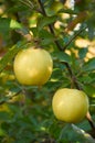 Autumn apple garden Royalty Free Stock Photo