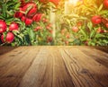 Autumn apple orchard background Royalty Free Stock Photo
