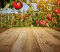 Autumn apple orchard background Royalty Free Stock Photo