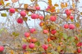 Autumn apple orchard Royalty Free Stock Photo