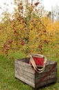 Autumn apple orchard scene with crate and apple bag