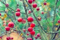 Autumn in the apple orchard Royalty Free Stock Photo