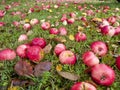 Autumn apples Royalty Free Stock Photo