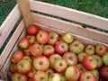 Autumn Apples Royalty Free Stock Photo