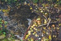 Autumn apples and folliage in the stream of a river