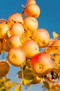 Autumn apples harvesting season. Rich harvest concept. Apples yellow ripe fruits on branch sky background. Apples Royalty Free Stock Photo