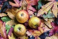 Autumn apples and leaves Royalty Free Stock Photo
