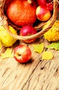 Autumn apples and pumpkin Royalty Free Stock Photo