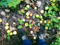 autumn apples underfoot lay on the grass