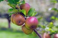 Autumn Apples waiting to be picked