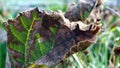 Autumn arrives bringing cold nights and leaf damaged