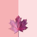 Autumn Arrives. Fall Background. Fashion Design. Art gallery creative flat lay. Minimal. Maple leaf on coral pink. Vintage