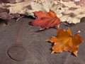 Autumn art background Royalty Free Stock Photo