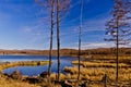 Autumn at Arxan, China Royalty Free Stock Photo