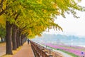 Autumn at Asan Gingko Tree Road in Seoul,South Korea Royalty Free Stock Photo