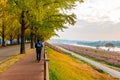 Autumn at Asan Gingko Tree Road in Seoul,South Korea Royalty Free Stock Photo