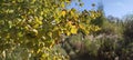 autumn aspen branch with yellow leaves Royalty Free Stock Photo