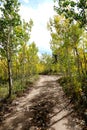 Autumn Aspen Dirt Road Royalty Free Stock Photo