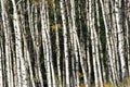 Autumn aspen forest