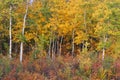 Autumn aspen forest and bush