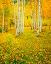 Autumn aspen forest in the Rocky Mountains , Colorado glows in color Royalty Free Stock Photo