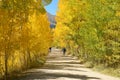 Autumn Aspen Grove Royalty Free Stock Photo