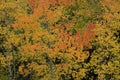 Autumn Aspen Grove Colorado Royalty Free Stock Photo