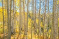 Autumn Aspen Grove in Fall Royalty Free Stock Photo