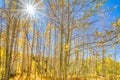 Autumn Aspen Grove in Fall Royalty Free Stock Photo