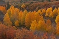 Autumn Aspen Grove at Sunrise Dallas Divide Royalty Free Stock Photo